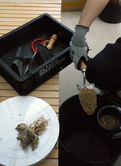 和块根植物一起在平江路顽强生长吧！