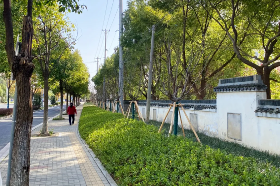 绿意盈城！古城多处边角地实现绿色“蜕变”！