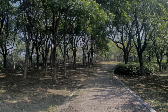 绿意盈城！古城多处边角地实现绿色“蜕变”！